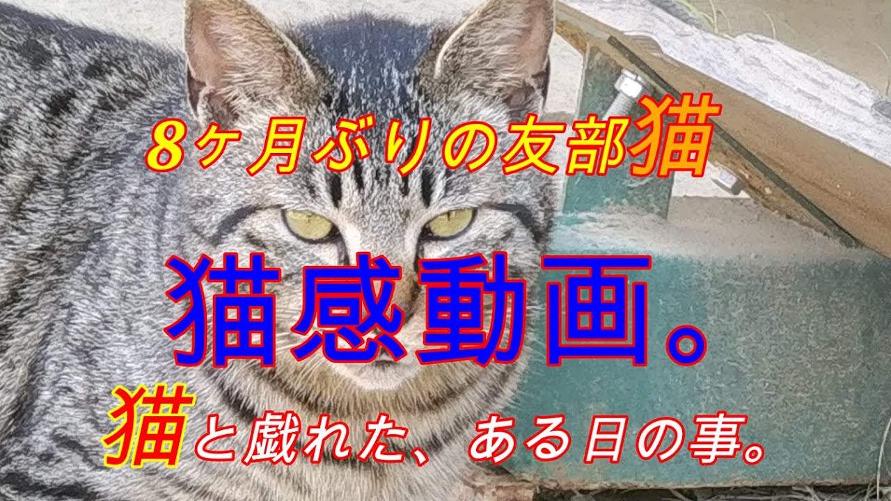 友部射撃場の猫と戯れる Youtube 友部射撃場の猫と戯れる Youtube