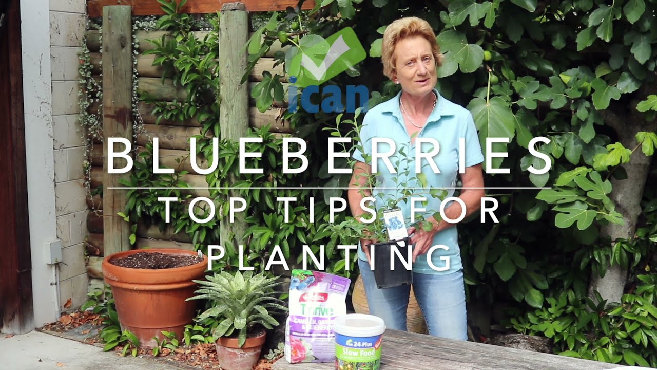 Top Tips on Planting Blueberries YouTube