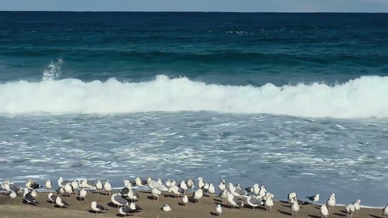 바다풍경, 갈매기, 