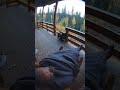 Terrier Saves Man from Bear on Porch