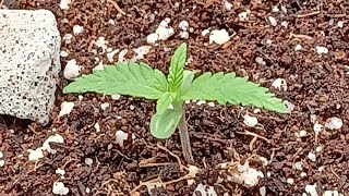 week 2 Spider Farmer G300w LED Light series Gorilla Glue from Amsterdam Marijuana Seeds medical bud