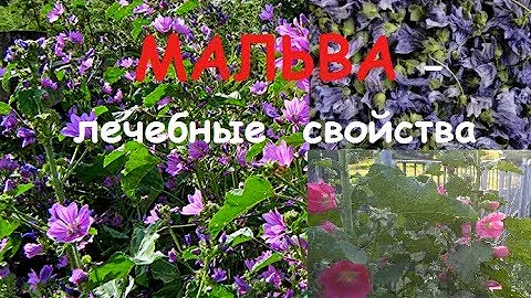 51. МАЛЬВА лесная - лечебные свойства, и не только)