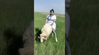 Girl Rides Her Sheep 
