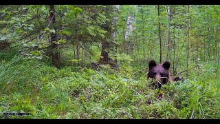 Karhu, pihavierailut ja vähän muutakin asiaa.