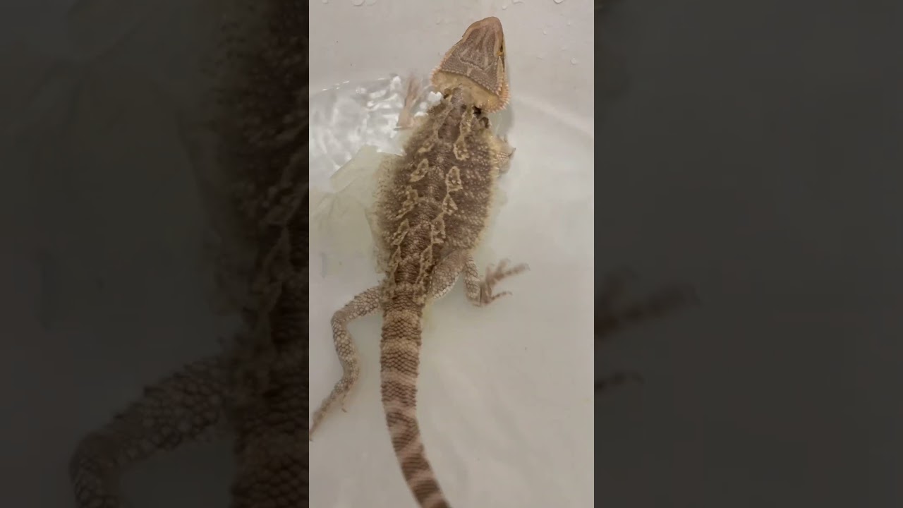 Soaking to help ease Beardie’s shedding!!🦎🛁
