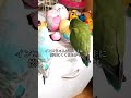 インコちゃん多頭飼いするとどうなるの？　Multiple breeding of parakeets