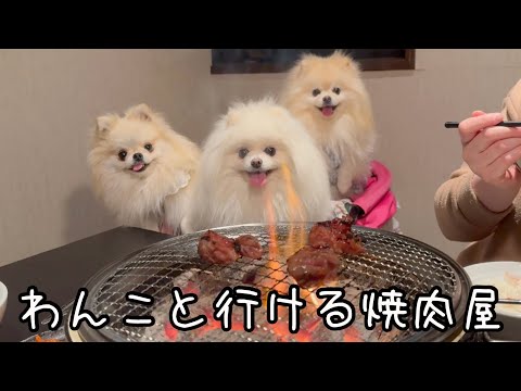 仙台市にある焼肉屋にポメラニアン達を連れて行ったらこうなりました