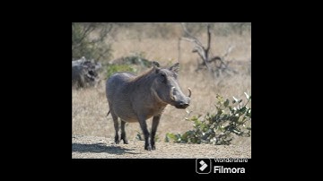 WILD  DOG  FACING  WARTHOG @ DR SKSINGH CHANNEL JAI SHREE RAM