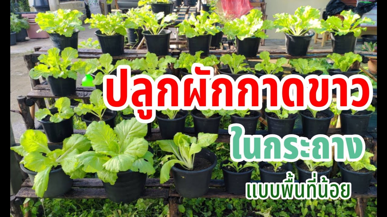 ปลูกผักกาดขาวในกระถาง แบบพื้นที่น้อย |ผักกาดขาวใหญ่ | ผักกาดขาวห่อ | ผักปลอดสารพิษบ้านน้องปลายฝน