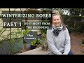 How to overwinter roses 101 part 1 everything you need to know