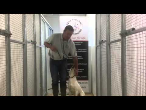 how-to-use-a-slip-lead-/-slip-cord-/-gun-dog-lead