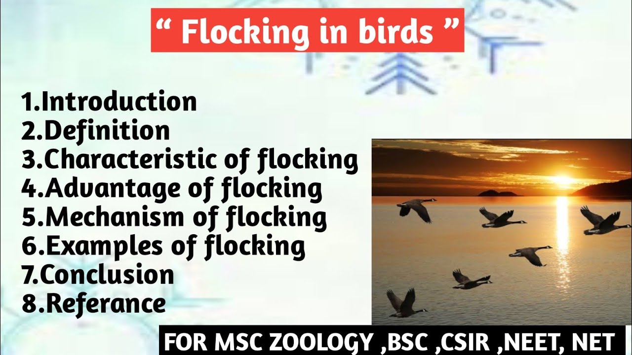 Flocking in birds | characteristic of flocking | Advantage | Mechanism ...