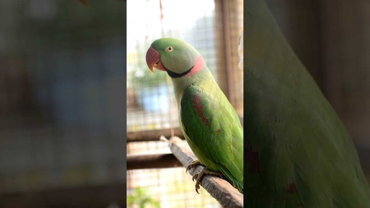 Talking Parrot Interacts Adorably With Owner