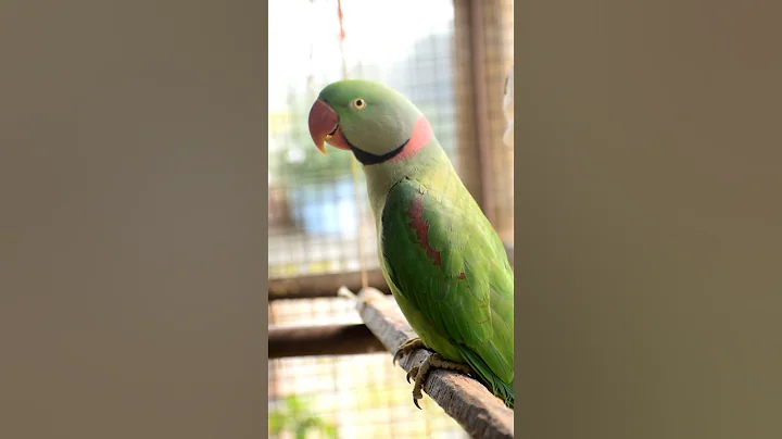 talking parrot interacts adorably with owner