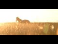Blinding Lights ( Equestrian Music Video ) Thanks for 800 subs.