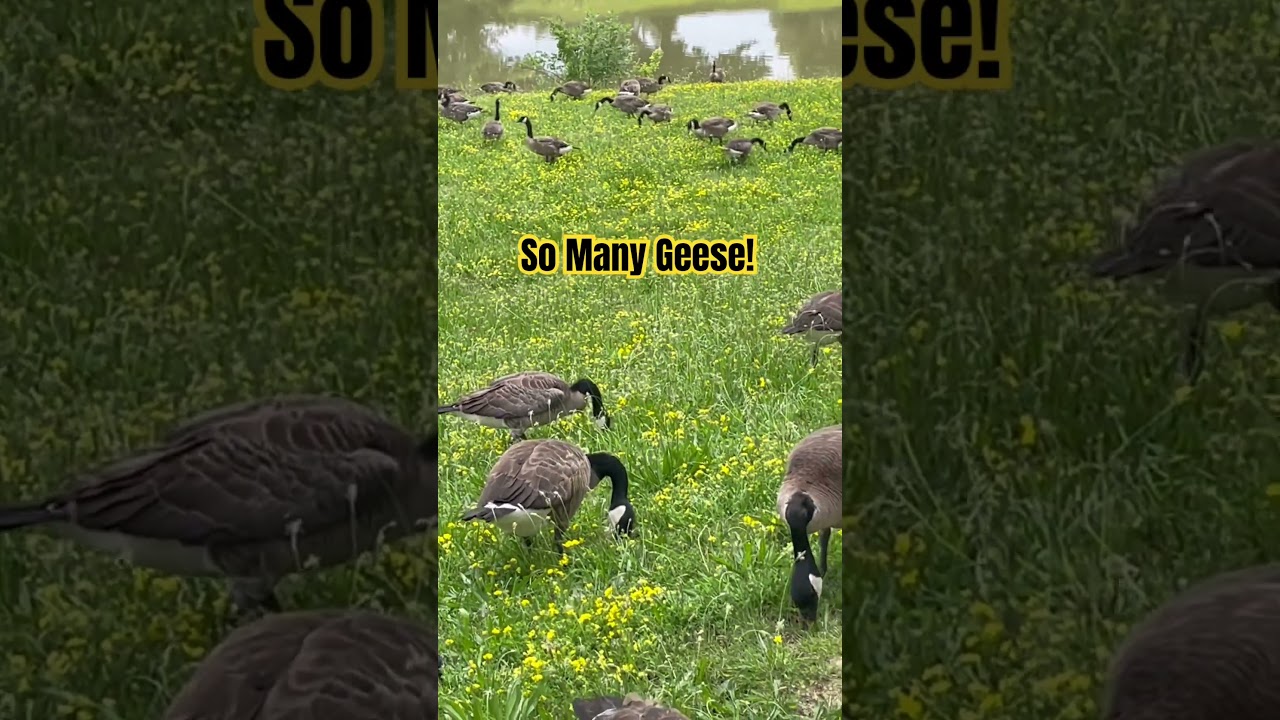 Would you stand here? #animals #geese #animalshorts
