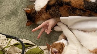 猫とピース。/ Cat and peace.