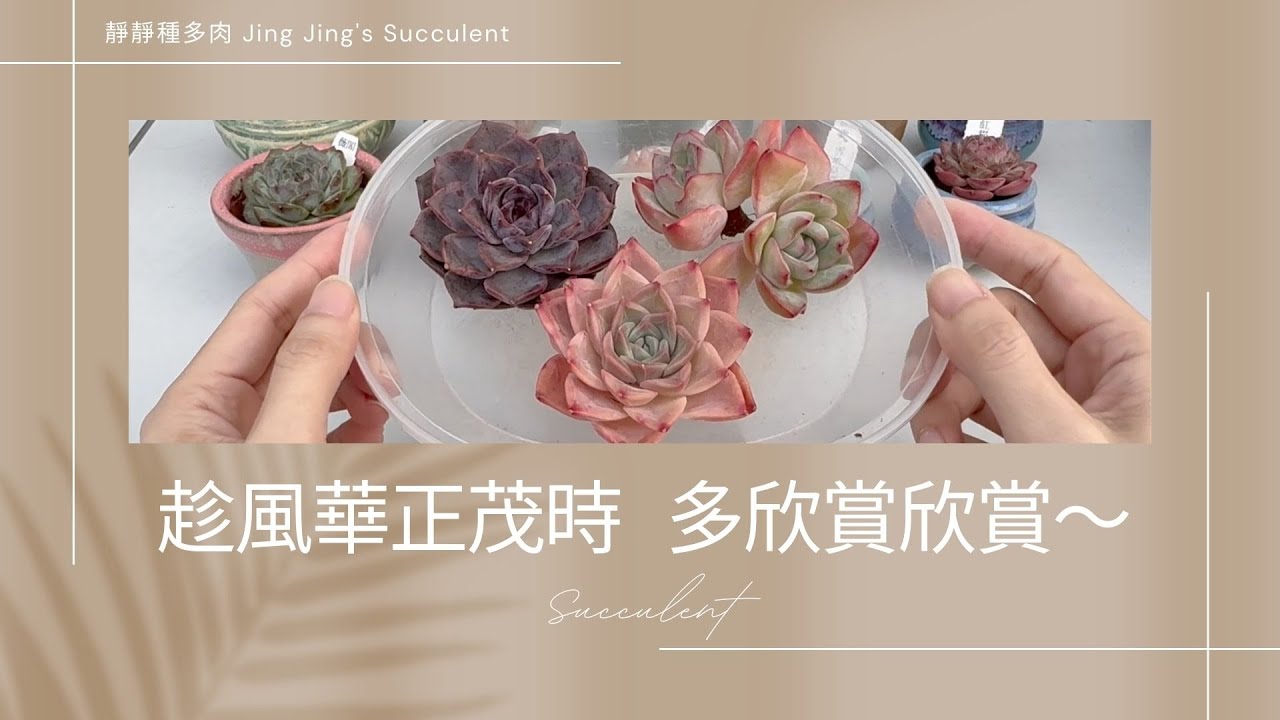 【靜靜種多肉】趁她們風華正茂的時候、多欣賞欣賞吧🥰🥰～～