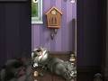 Talking Tom Cat #shorts #funny #viral #talkingtom #shortsfeed #ytshorts #cat