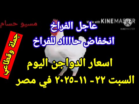 اسعار الفراخ البيضاء اليوم سعر الفراخ البيضاء اليوم السبت 22 11 2025 جمله وقطاعي فى مصر