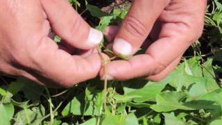 polygonum convolvulus