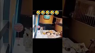 😂 Клиент в кафе устроил хаос, а повара попали в самую странную ситуацию! 🤣