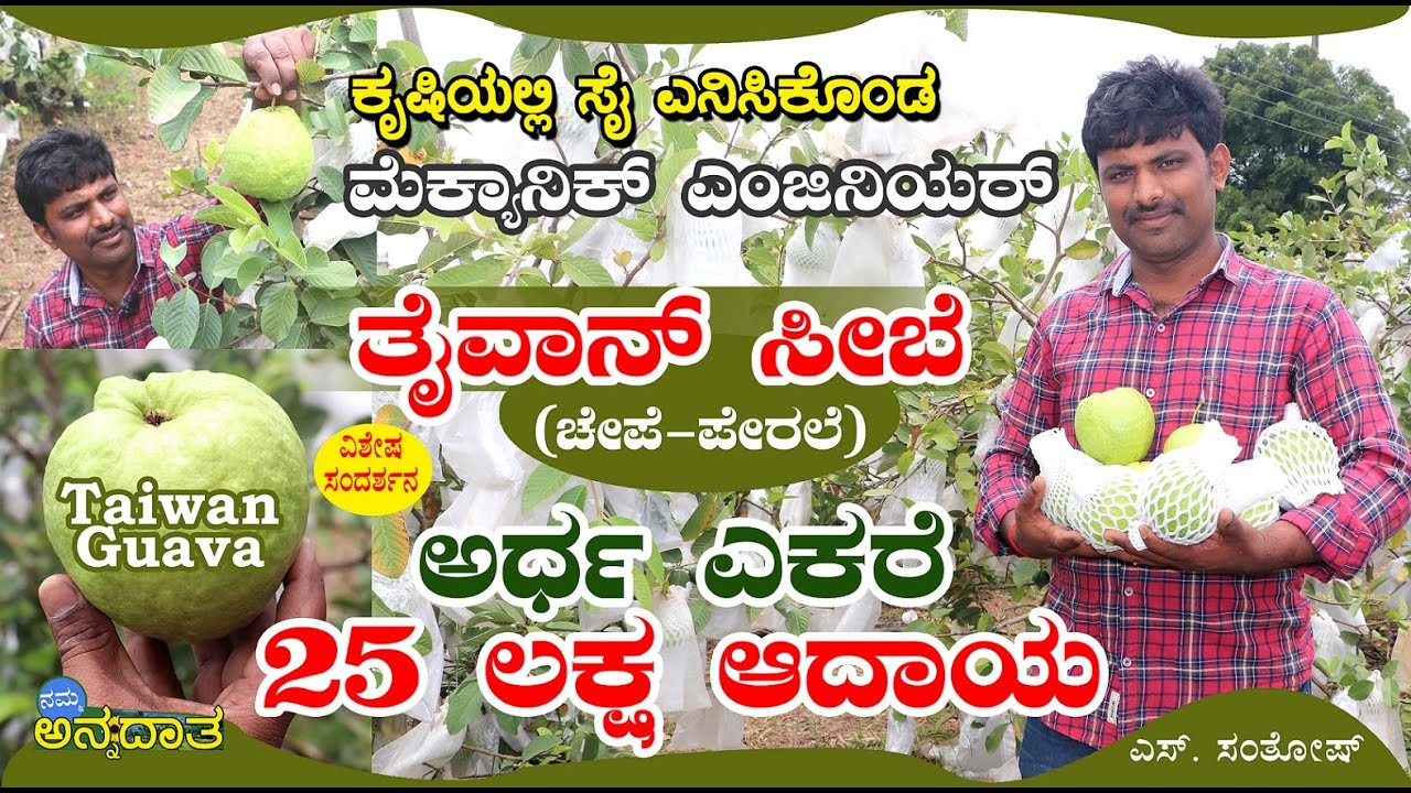 ಅರ್ಧ ಎಕರೆ 25 ಲಕ್ಷ ಆದಾಯ | ತೈವಾನ್ ಸೀಬೆ ಬೆಳೆದ ಎಂಜಿನಿಯರ್ | Guava fruit | Namma Annadata S Santosh
