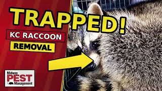 Raccoon Walks Right Into Our Trap — Kansas City Wildlife Removal