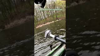 Wish I would've got him up onto the kyack #fishing #baitcaster #minnesota #bassfishing #spinningreel