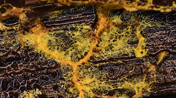 Pulsating slime mould time lapse