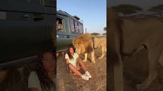 Terrifying Moment Caught Inside the Car!  #wildlife #animals #lion #animal #shortclips #shorts