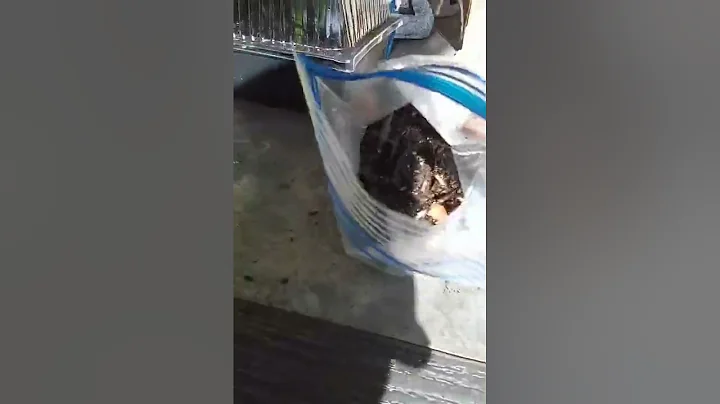 How to grow queen palms from seeds using the baggie method, easy and fast