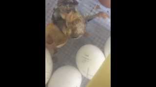 Copper Maran Hatching -Time Lapse