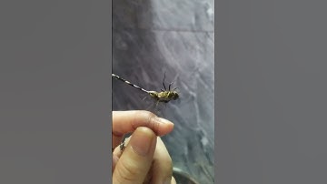 ||tuổi thơ hay bắt chuồn chuồn r ngắt cánh cho hok bay 🤭||