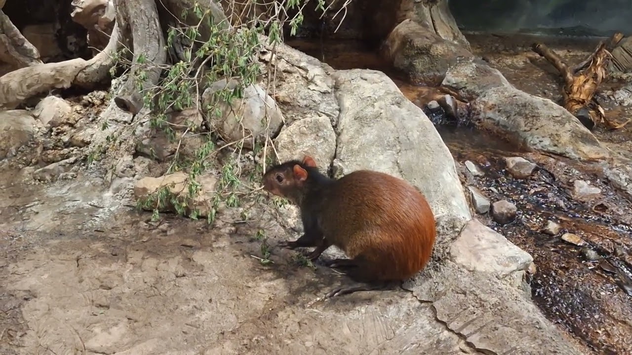 Brazilian Agouti (Dasyprocta Leporina)