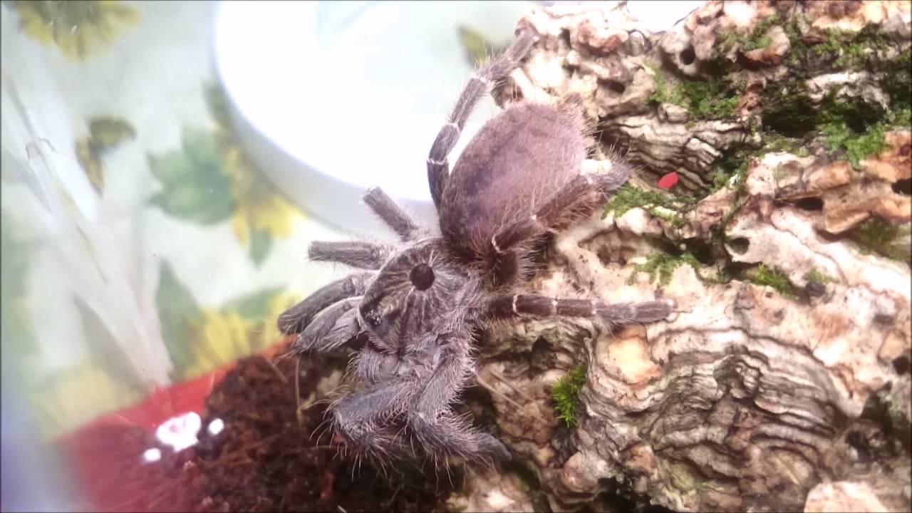 🕷Ceratogyrus marshalli feeding🕷 (Straight Horned Baboon Tarantula)