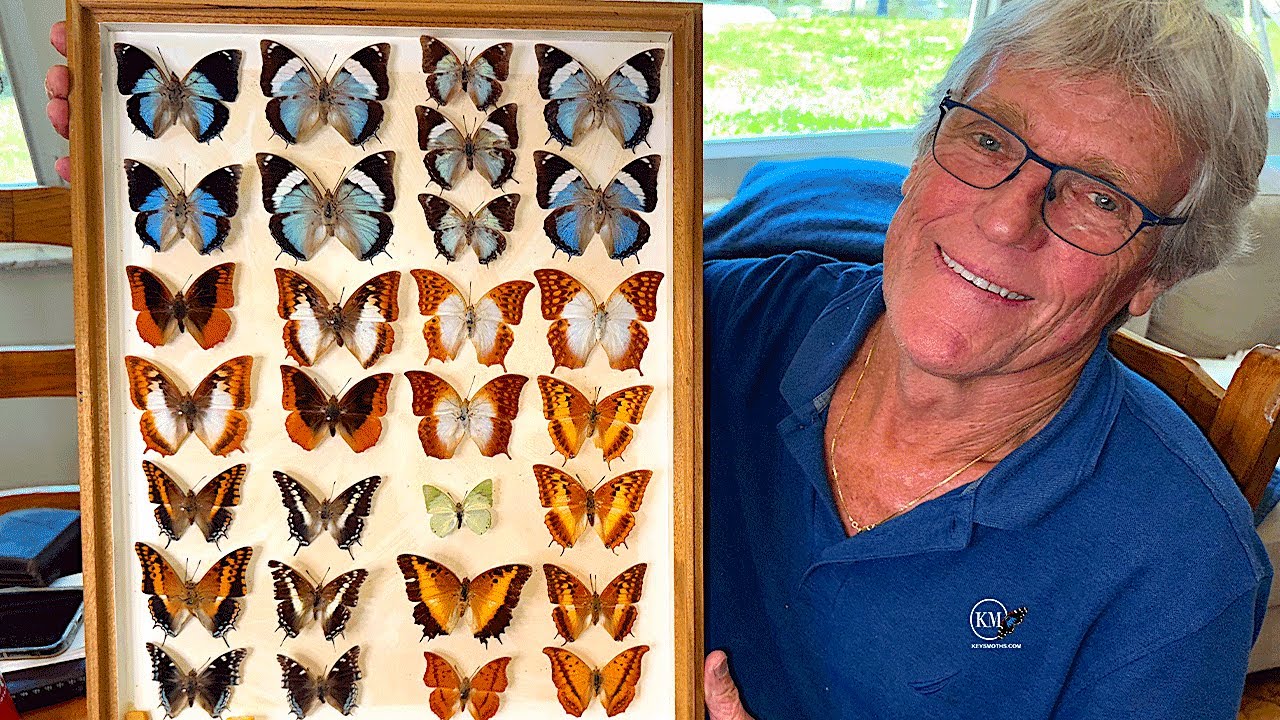 DAD'S AFRICAN BUTTERFLY COLLECTION   ZAMBIAN CHARAXES FROM 1968
