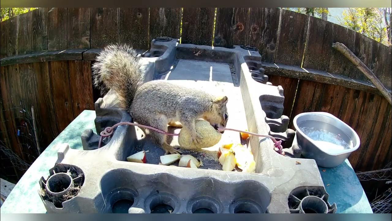 Squirrel Bites Cornlog Wire backyardwildlife squrrel cornlover YouTube