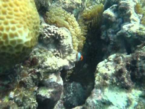 �N�}�m�~�������ƌ����