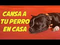 5 Actividades con tu Perro en Casa 🏡🐶| Cuarentena ☣️