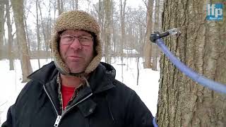 Cold weather slowing maple sap