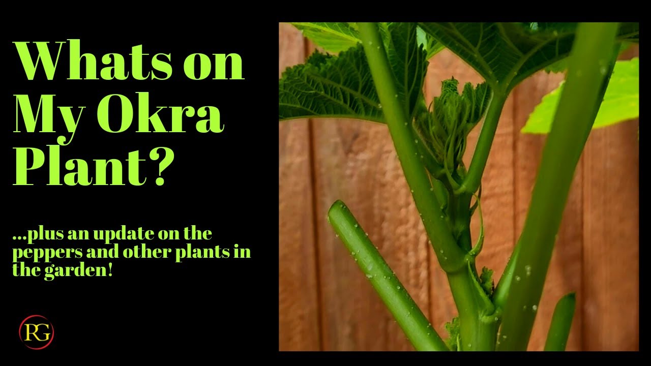What is on my okra plant? YouTube