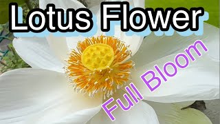 Sports Performance Lotus Flower | White Lotus Flower | Full Bloom