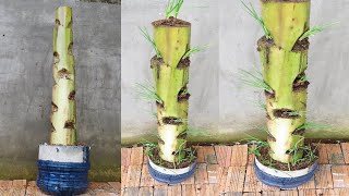 GOOD ideas - Growing Onion And Garlic Into A Banana Plant For Surprising Results | garden ideas