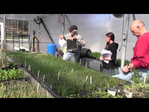 Video: Growing Seedlings At Home. Part 1