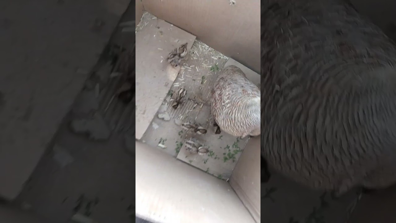 grey francolin chicks 😍