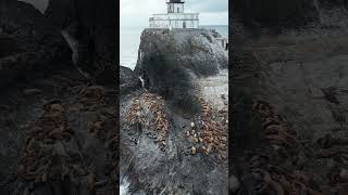 Abandoned Lighthouse #lighthouse #djimini3pro #abandonedplaces #sealions #shorts Abandoned Lighthouse #lighthouse #djimini3pro #abandonedplaces #sealions #shorts