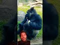 #funny video 🦍🤣Gorilla ki viral reels short