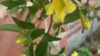 Junior Flower Badge - step two (Video 2 of 5)