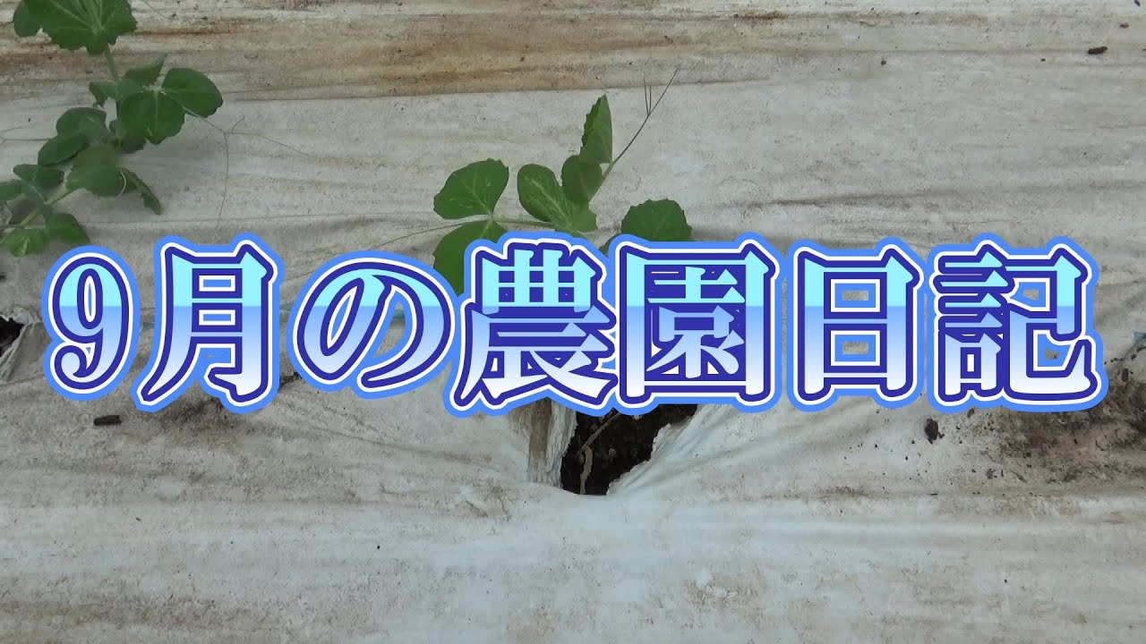 9月の農園日記（秋へと移り行く畑）